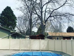 Backyard Tree After