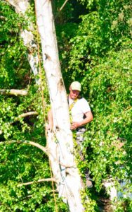 Man Trimming Tree