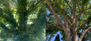 Tree Pruning Before And After