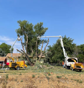 A construction crew working on removing trees