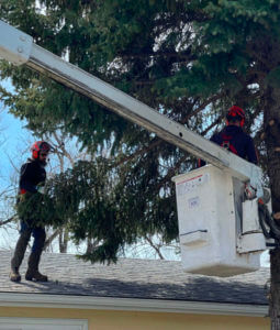 A crew working on removing a tree above a roof