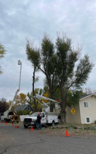 Removing a tree with heavy machinery