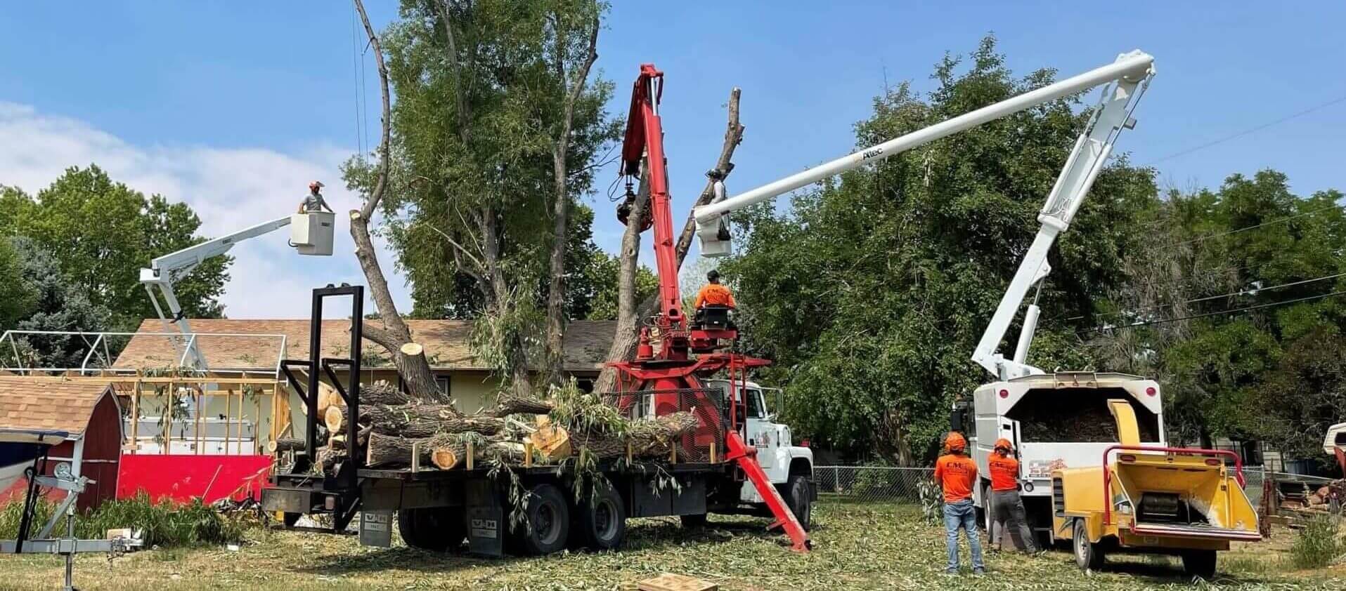 A full tree removal operation taking place