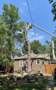 A tree removal operation underway