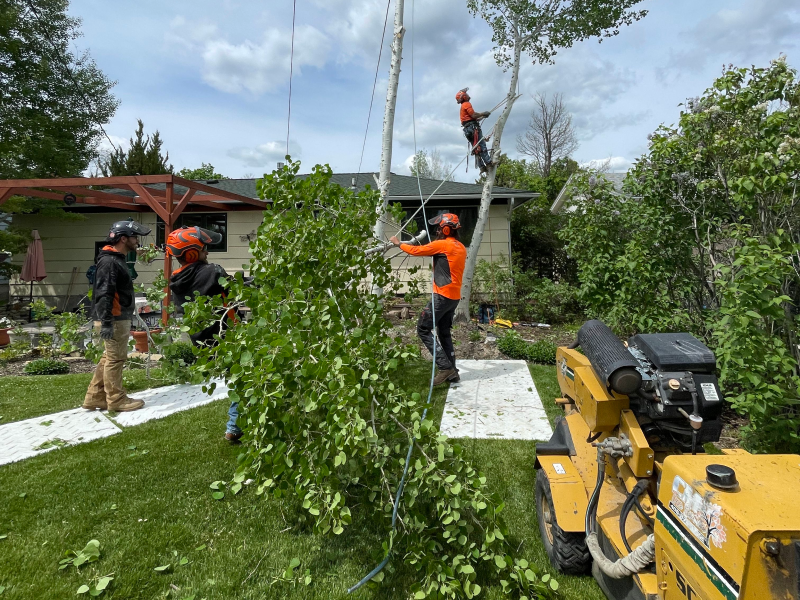 Group of servicemen clearing trees from a backyard